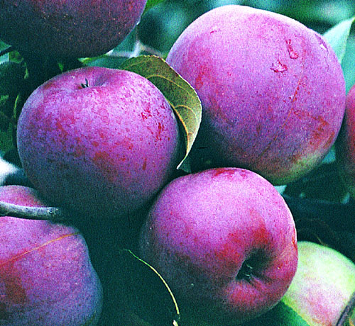 яблоко белорусское сладкое фото