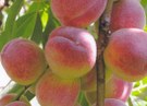 Персик проверенные сорта