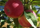 Яблони редкие сорта